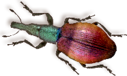 bug